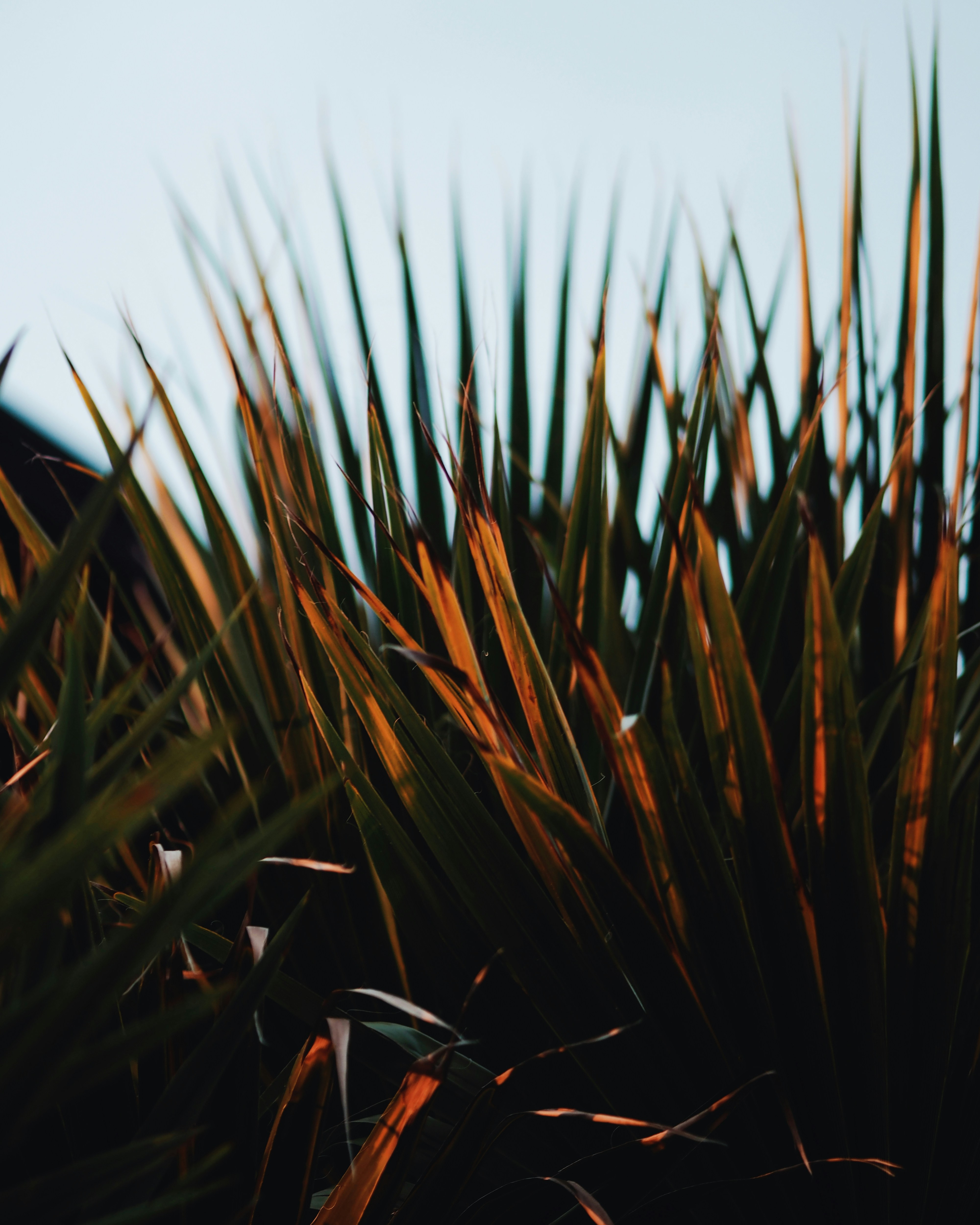 Ornamental grass detail