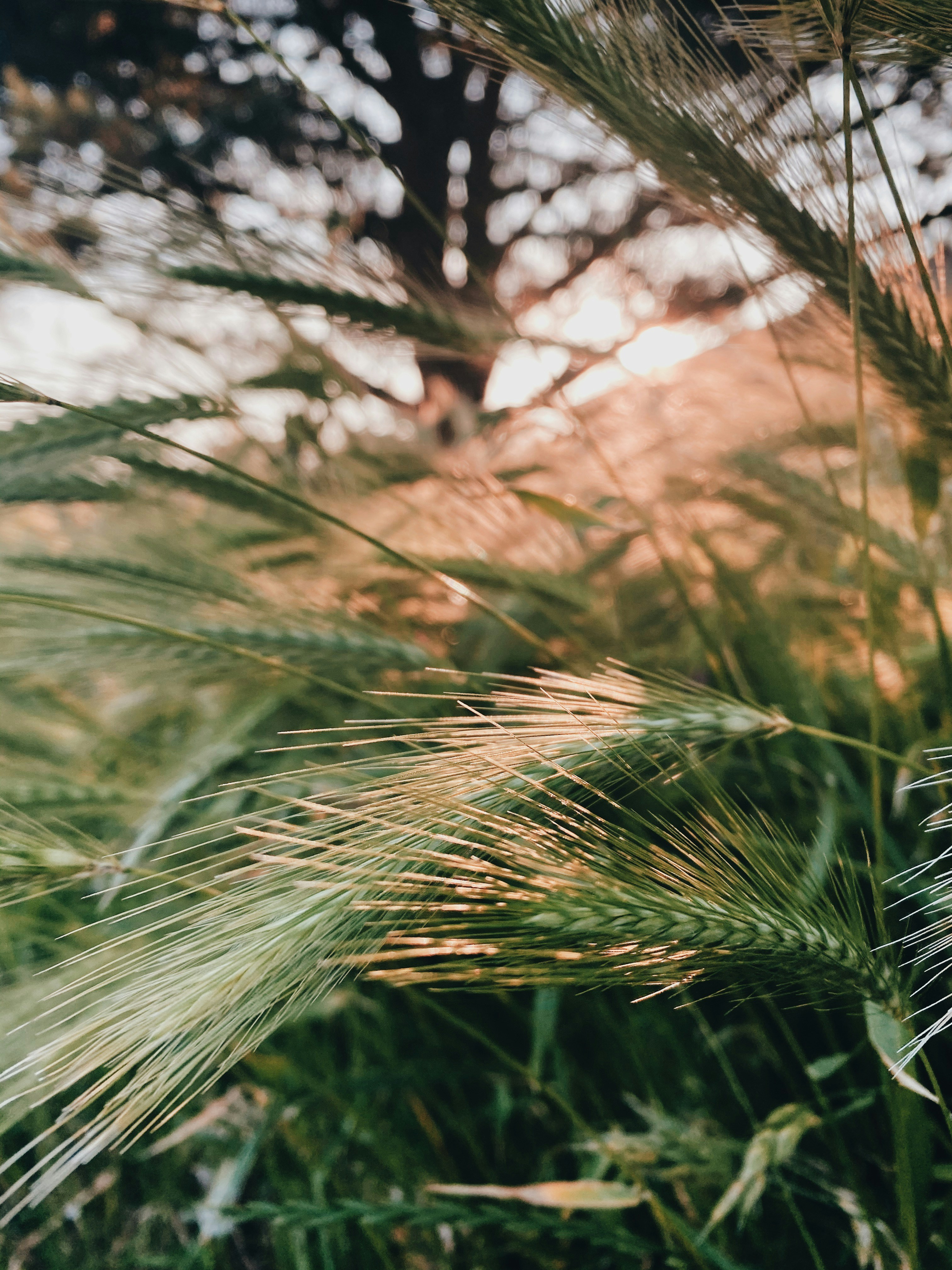 Garden grasses at golden hour
