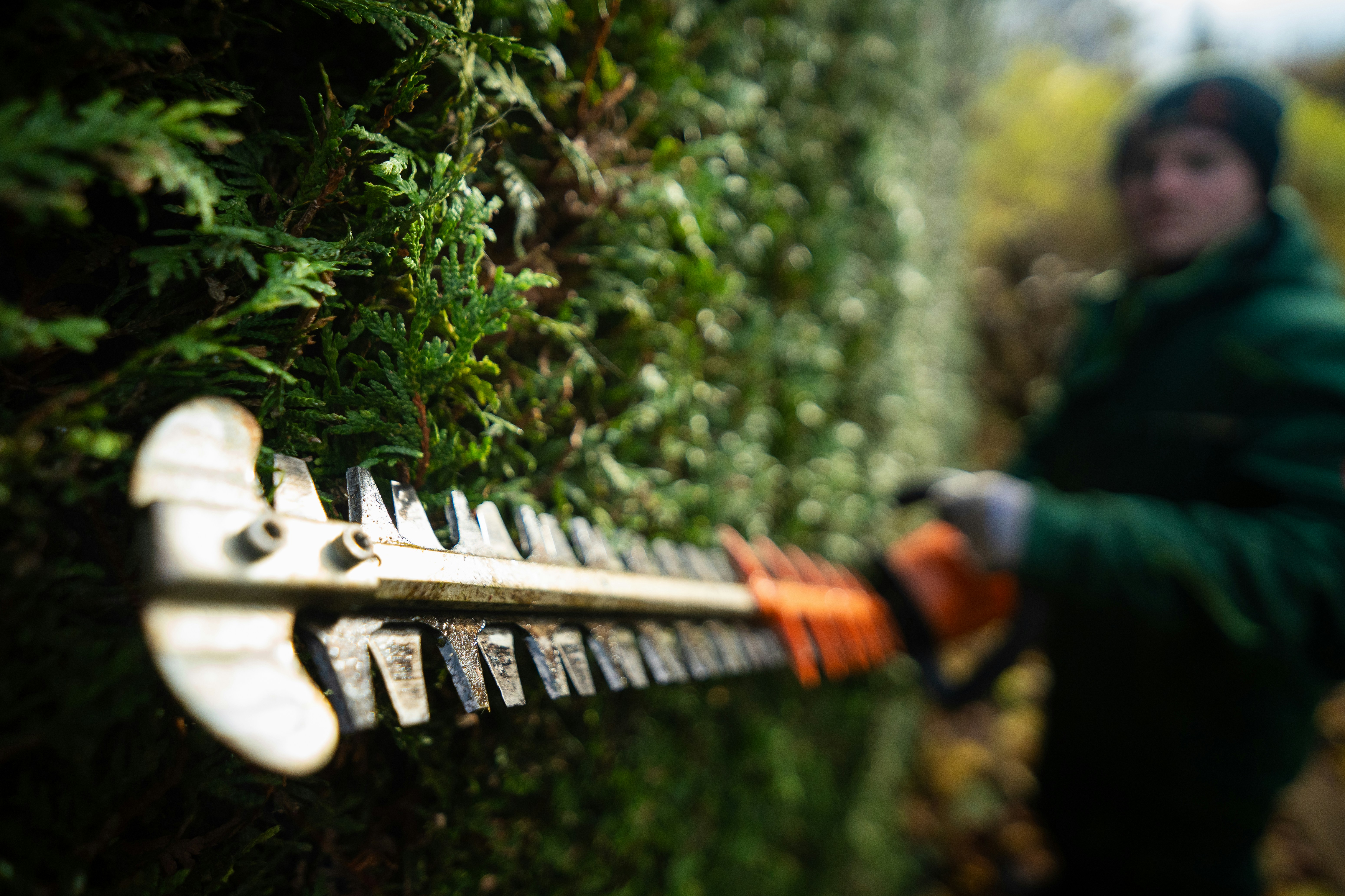 Hedge trimming