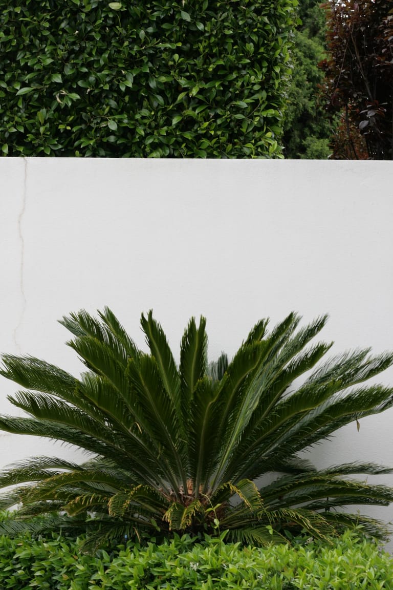 Cycad planted against a rendered white garden wall beneath clipped hedging