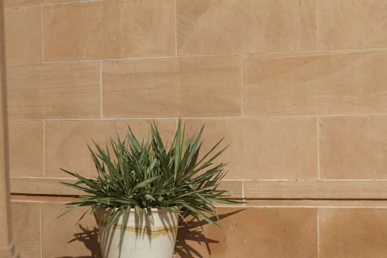 Potted yucca casting long shadows against a sandstone wall