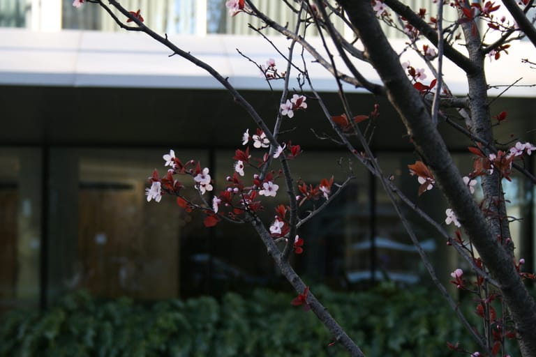 Cherry blossom branches
