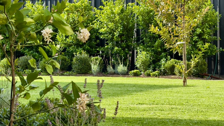 Lawn edge planted with lavender and white-flowering viburnum
