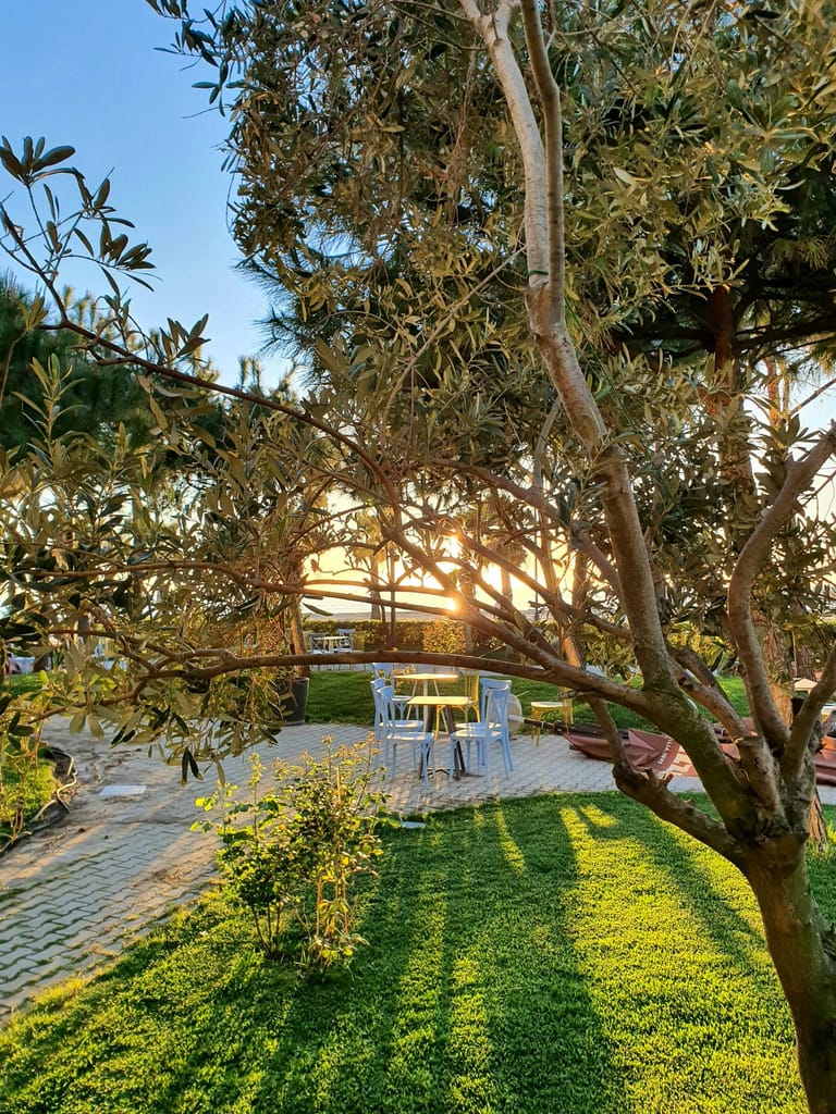 Garden at sunset
