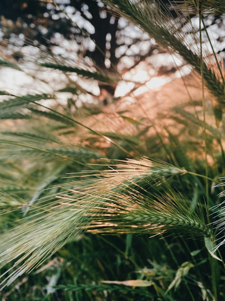 Garden grasses at golden hour