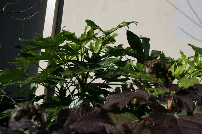 Fatsia and burgundy-leaved planting against a rendered garden wall