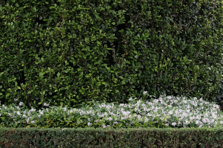 Established garden showcasing Yarra Gardens landscaping work