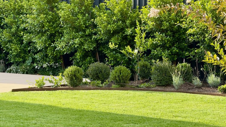 Mown lawn edged with clipped box balls and a screen of trees