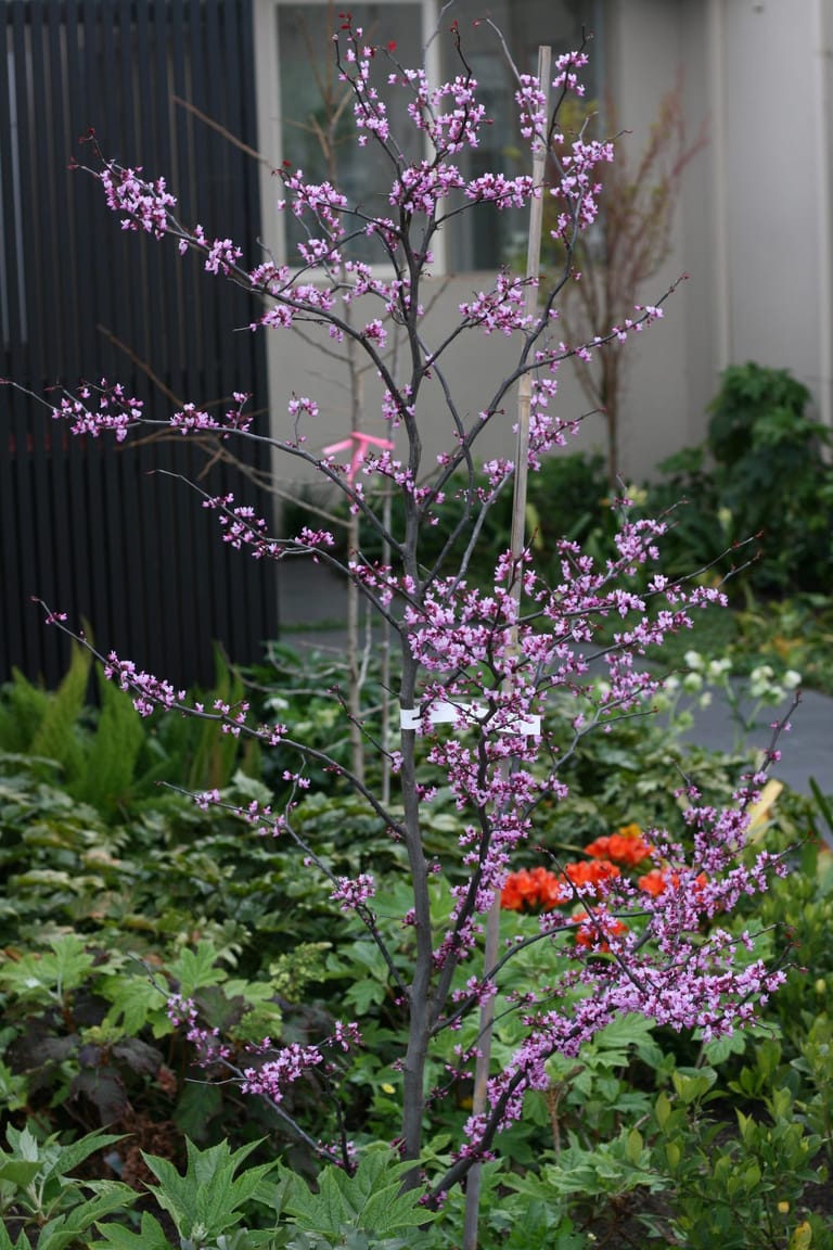Redbud blossom tree in garden