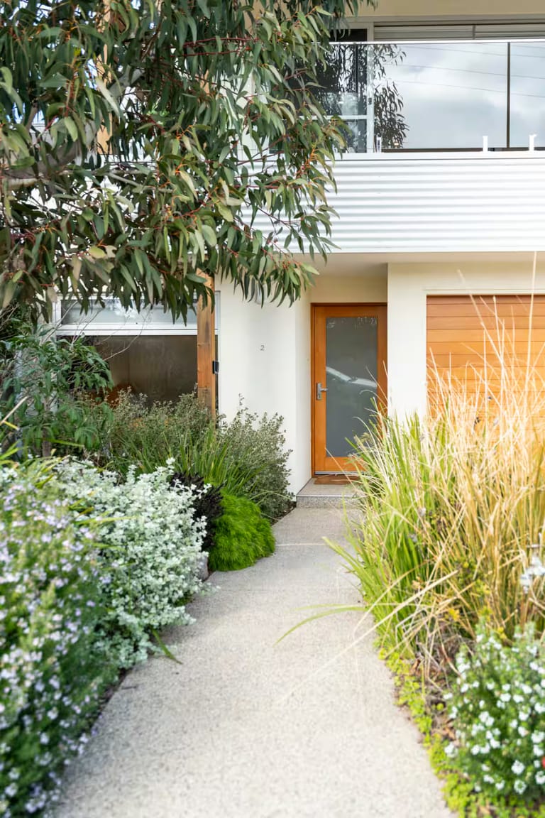 Front entry path planted with silver groundcover and ornamental grasses
