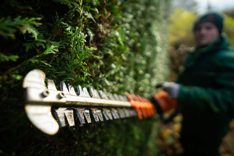 Hedge trimmer shaping a clipped buxus hedge
