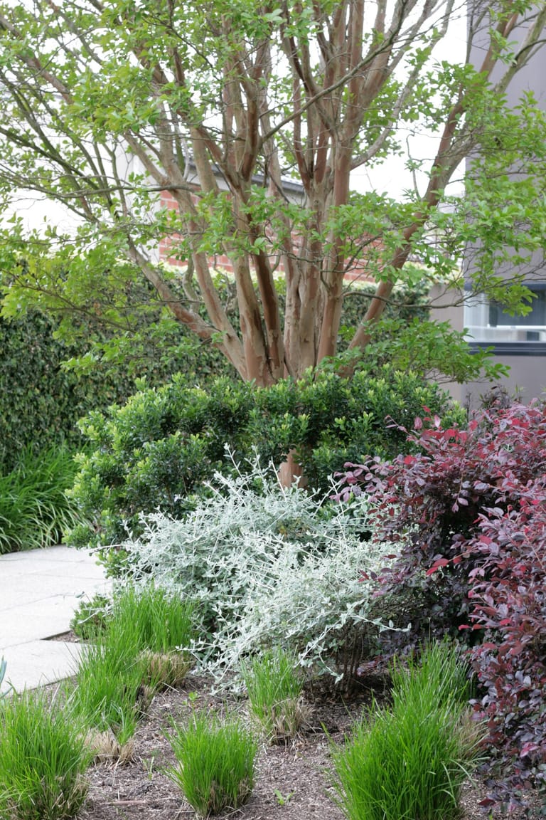 Multi-stem crepe myrtle above layered hedging and silver foliage